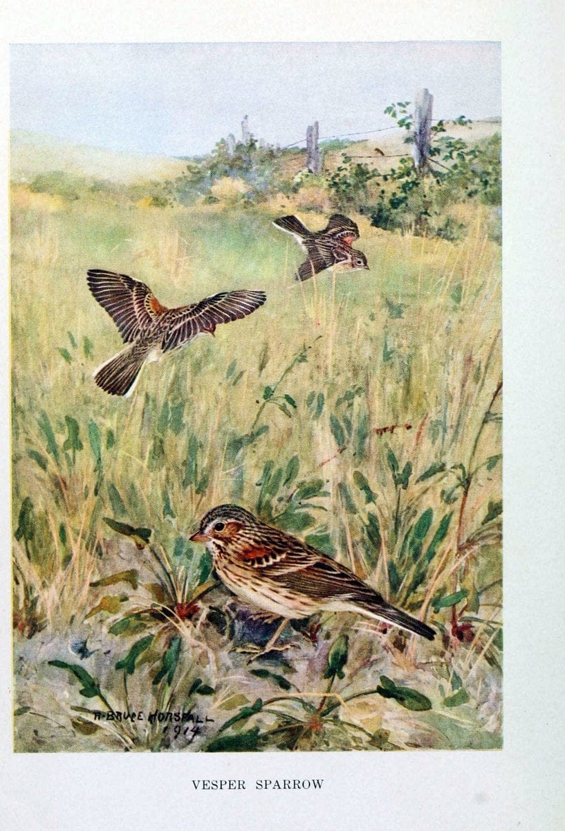 Bird biographiesNew York,Dodd, Mead,1923. | 59.82(73) Birds "East (U.S.)"  | Vintage Print Reproduction 462017