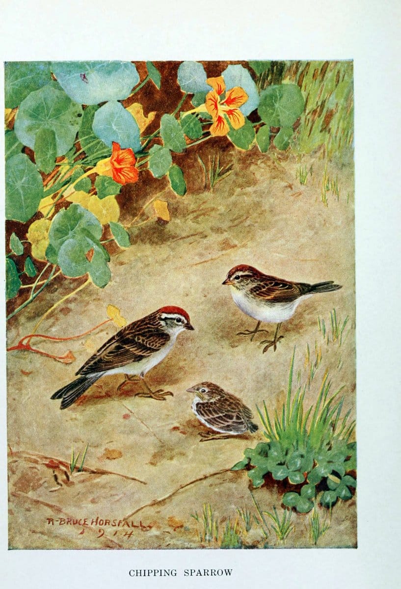 Bird biographiesNew York,Dodd, Mead,1923. | 59.82(73) Birds "East (U.S.)"  | Vintage Print Reproduction 462018