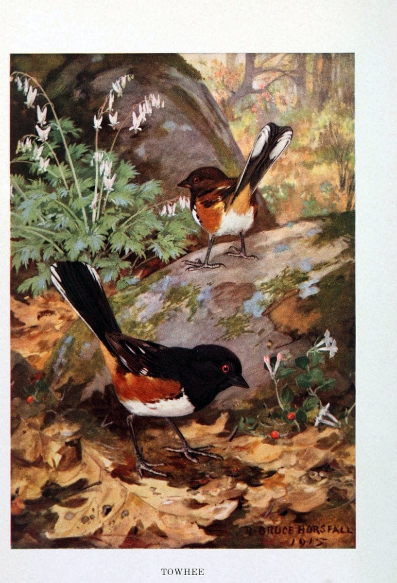 Bird biographiesNew York,Dodd, Mead,1923. | 59.82(73) Birds "East (U.S.)"  | Vintage Print Reproduction 462019