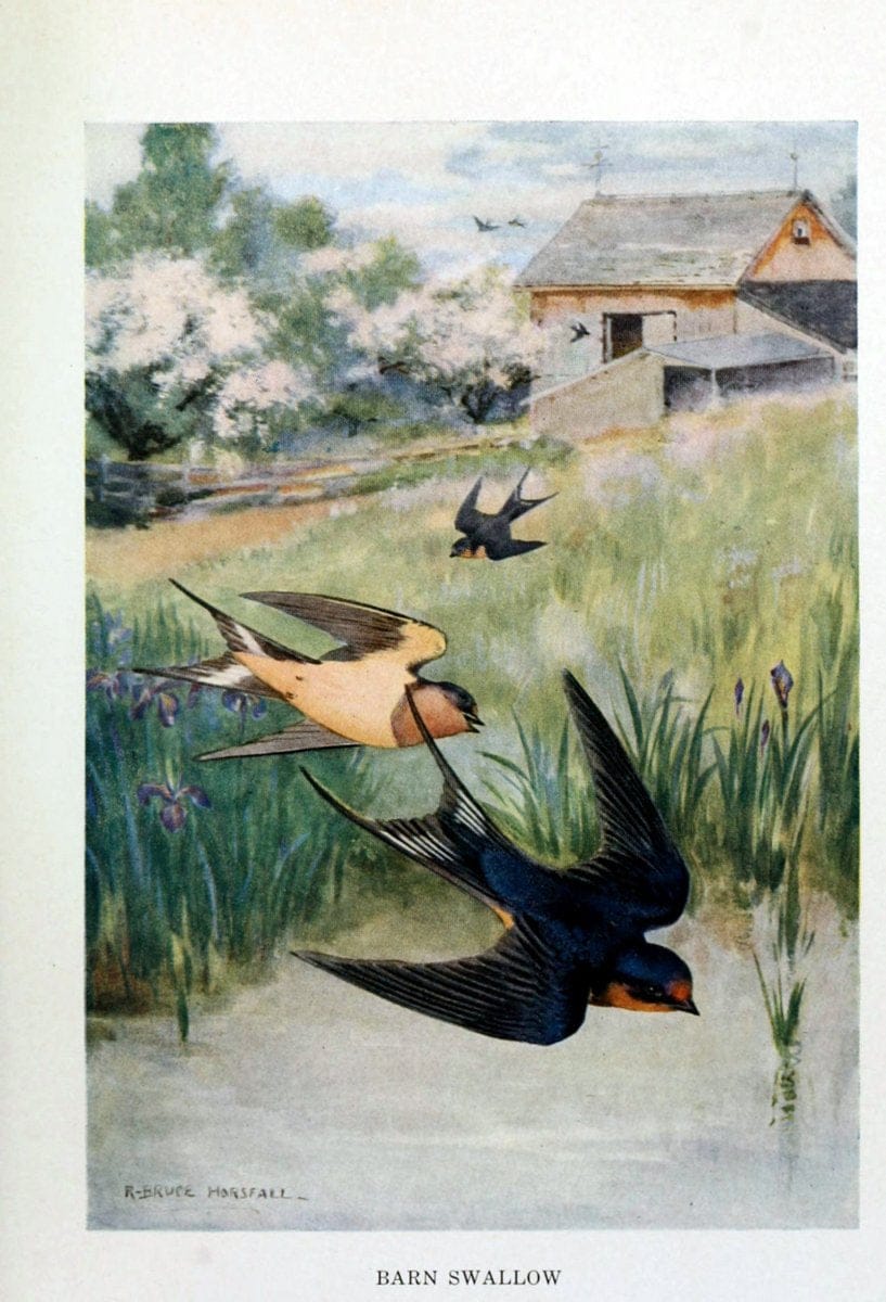 Bird biographiesNew York,Dodd, Mead,1923. | 59.82(73) Birds "East (U.S.)"  | Vintage Print Reproduction 462021