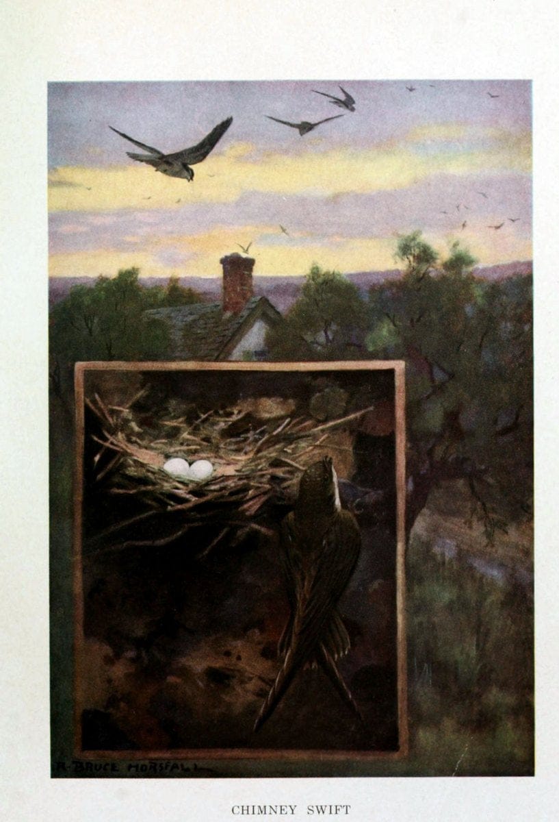 Bird biographiesNew York,Dodd, Mead,1923. | 59.82(73) Birds "East (U.S.)"  | Vintage Print Reproduction 462023