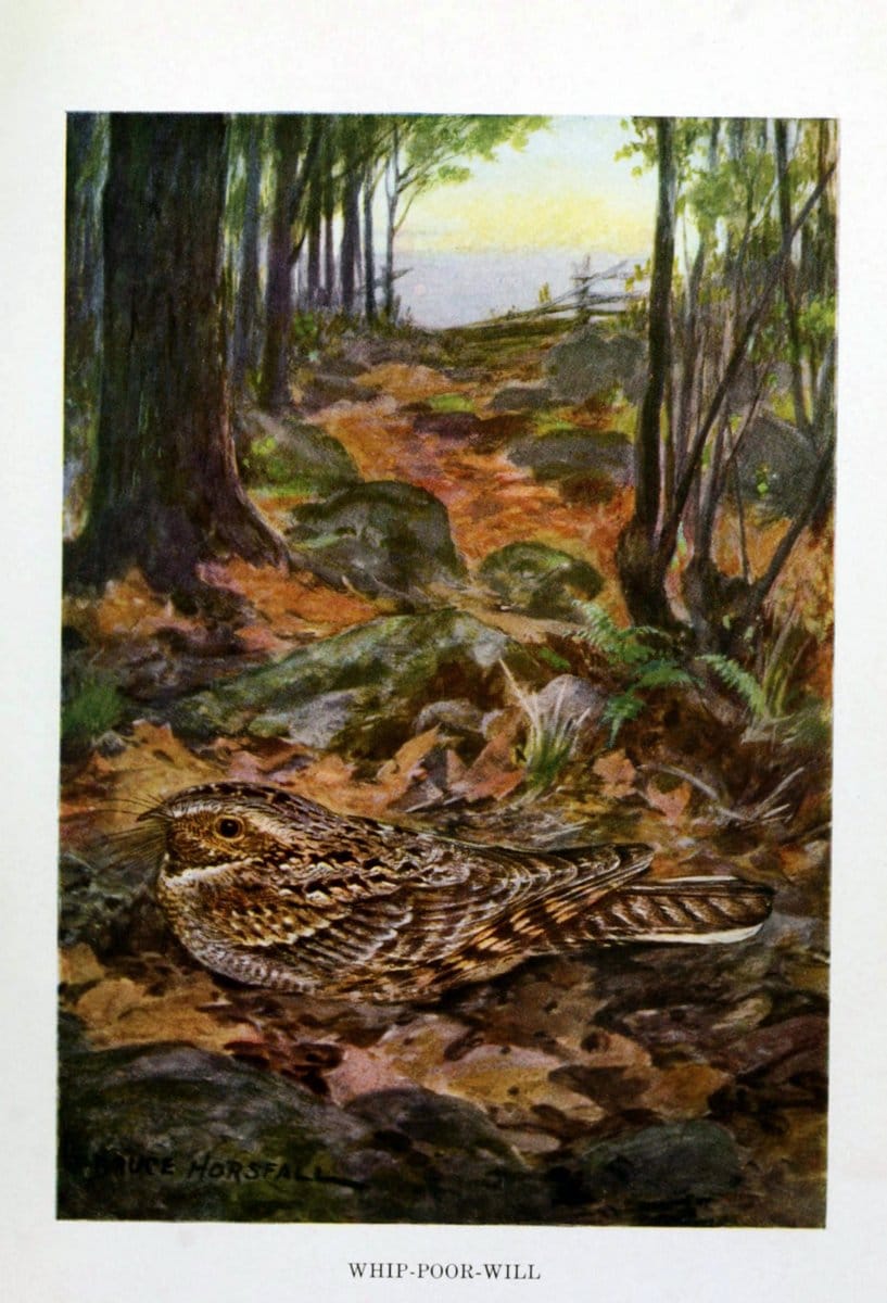 Bird biographiesNew York,Dodd, Mead,1923. | 59.82(73) Birds "East (U.S.)"  | Vintage Print Reproduction 462024
