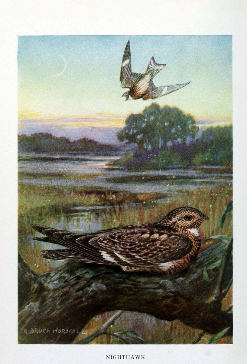 Bird biographiesNew York,Dodd, Mead,1923. | 59.82(73) Birds "East (U.S.)"  | Vintage Print Reproduction 462025