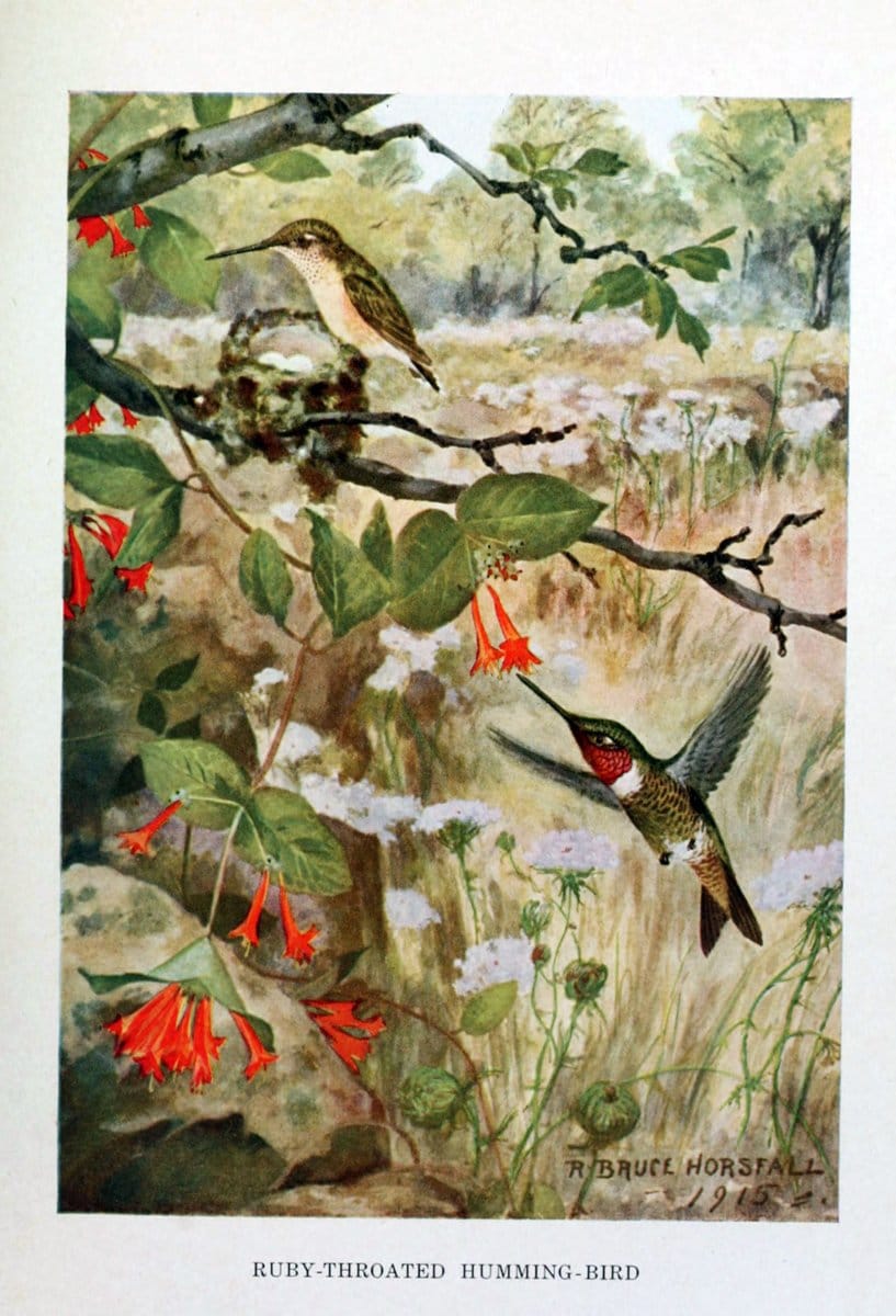 Bird biographiesNew York,Dodd, Mead,1923. | 59.82(73) Birds "East (U.S.)"  | Vintage Print Reproduction 462027