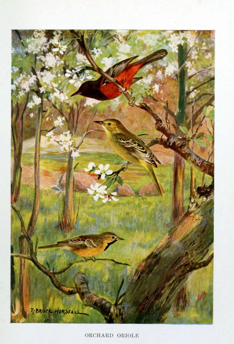 Bird biographiesNew York,Dodd, Mead,1923. | 59.82(73) Birds "East (U.S.)"  | Vintage Print Reproduction 462030