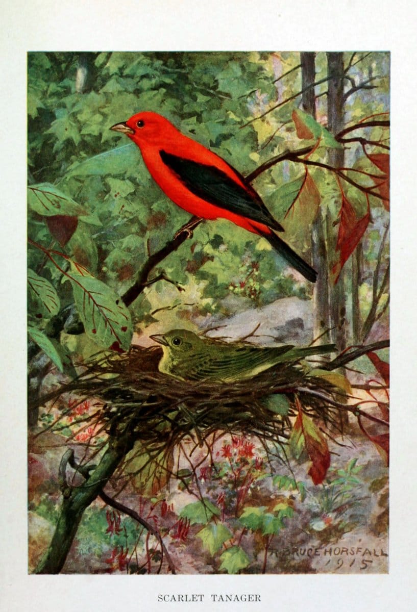 Bird biographiesNew York,Dodd, Mead,1923. | 59.82(73) Birds "East (U.S.)"  | Vintage Print Reproduction 462031