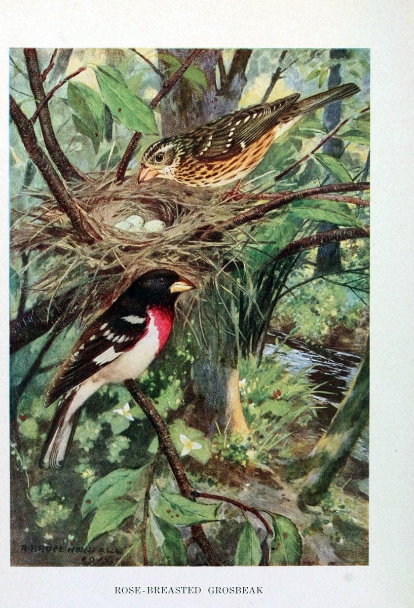 Bird biographiesNew York,Dodd, Mead,1923. | 59.82(73) Birds "East (U.S.)"  | Vintage Print Reproduction 462032