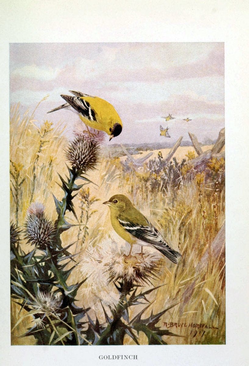 Bird biographiesNew York,Dodd, Mead,1923. | 59.82(73) Birds "East (U.S.)"  | Vintage Print Reproduction 462035