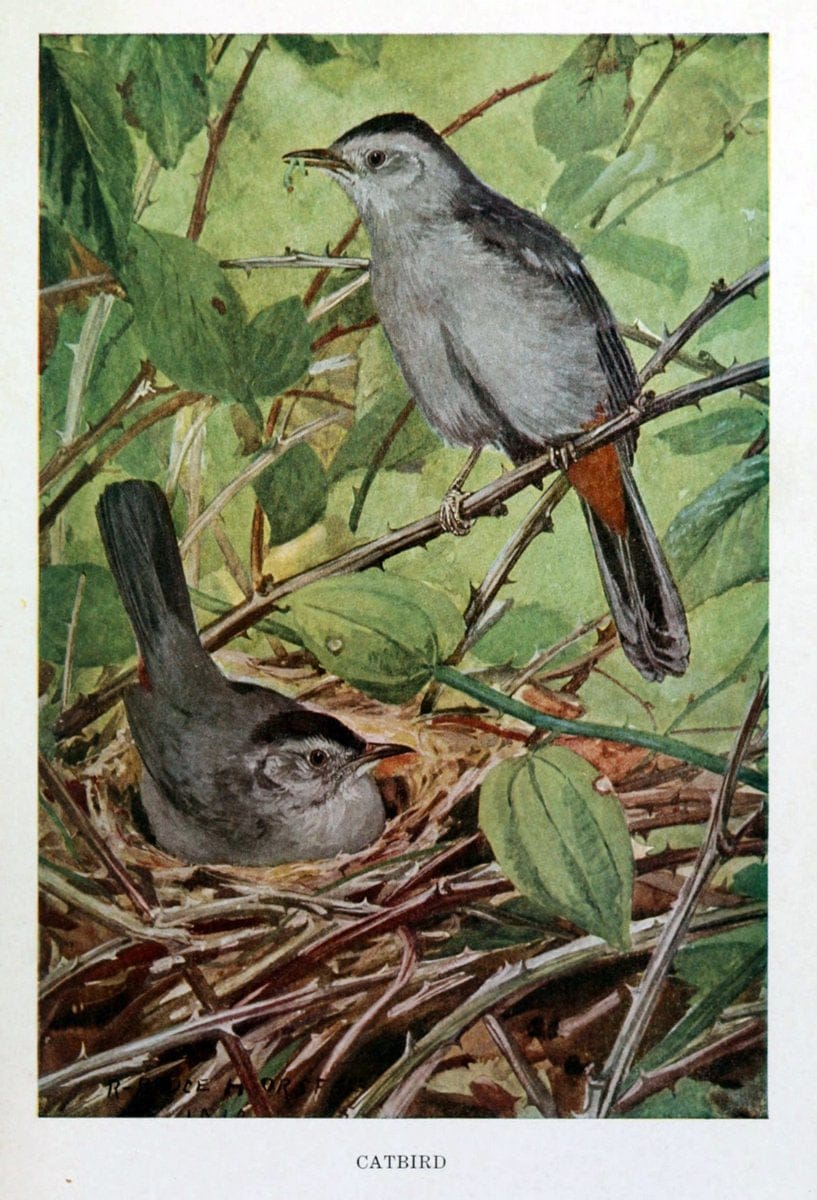 Bird biographiesNew York,Dodd, Mead,1923. | 59.82(73) Birds "East (U.S.)"  | Vintage Print Reproduction 462036