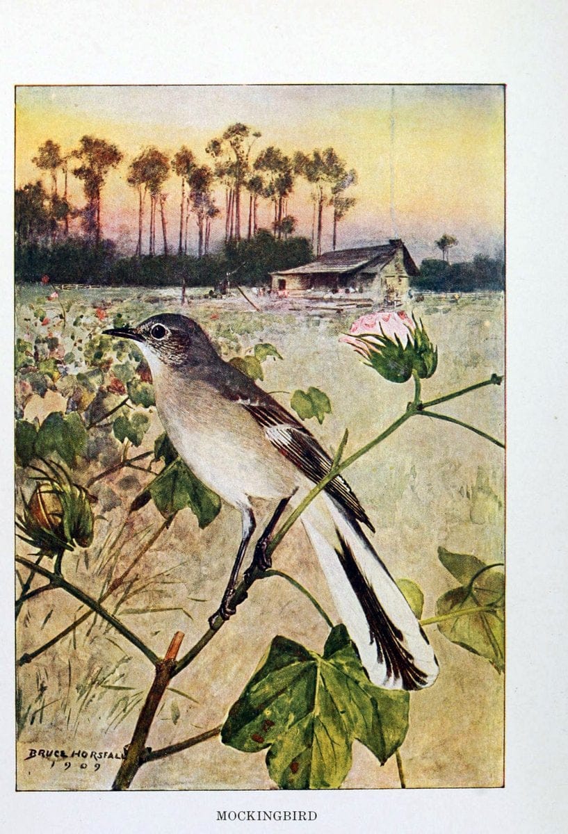 Bird biographiesNew York,Dodd, Mead,1923. | 59.82(73) Birds "East (U.S.)"  | Vintage Print Reproduction 462038