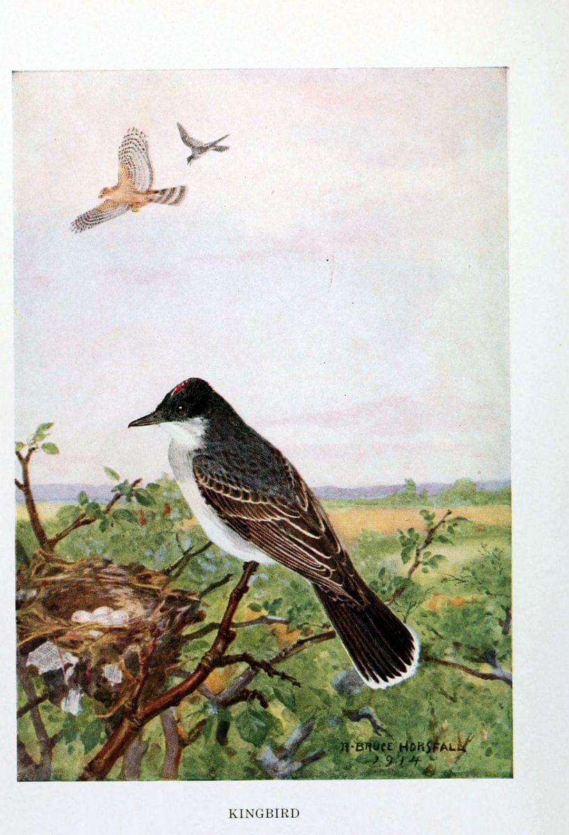 Bird biographiesNew York,Dodd, Mead,1923. | 59.82(73) Birds "East (U.S.)"  | Vintage Print Reproduction 462040