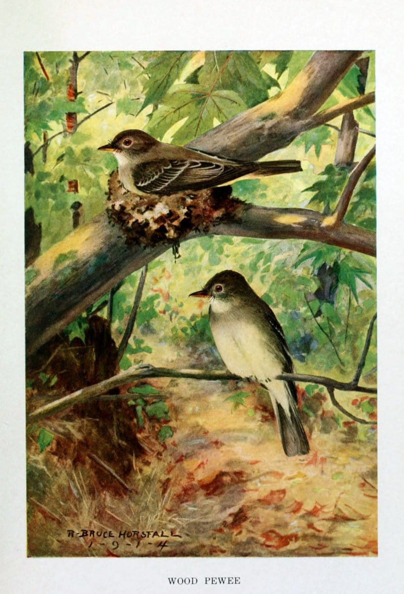Bird biographiesNew York,Dodd, Mead,1923. | 59.82(73) Birds "East (U.S.)"  | Vintage Print Reproduction 462041