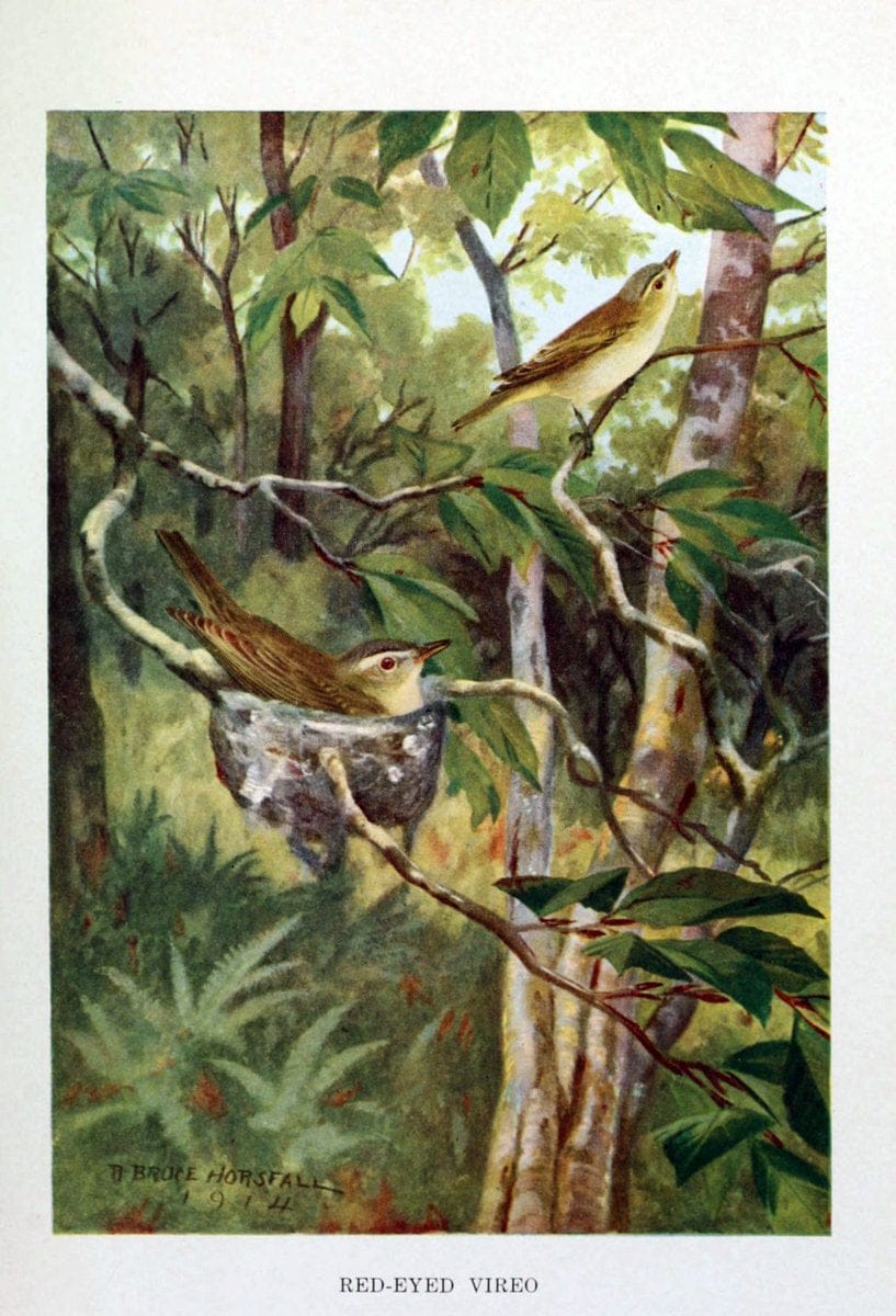 Bird biographiesNew York,Dodd, Mead,1923. | 59.82(73) Birds "East (U.S.)"  | Vintage Print Reproduction 462042