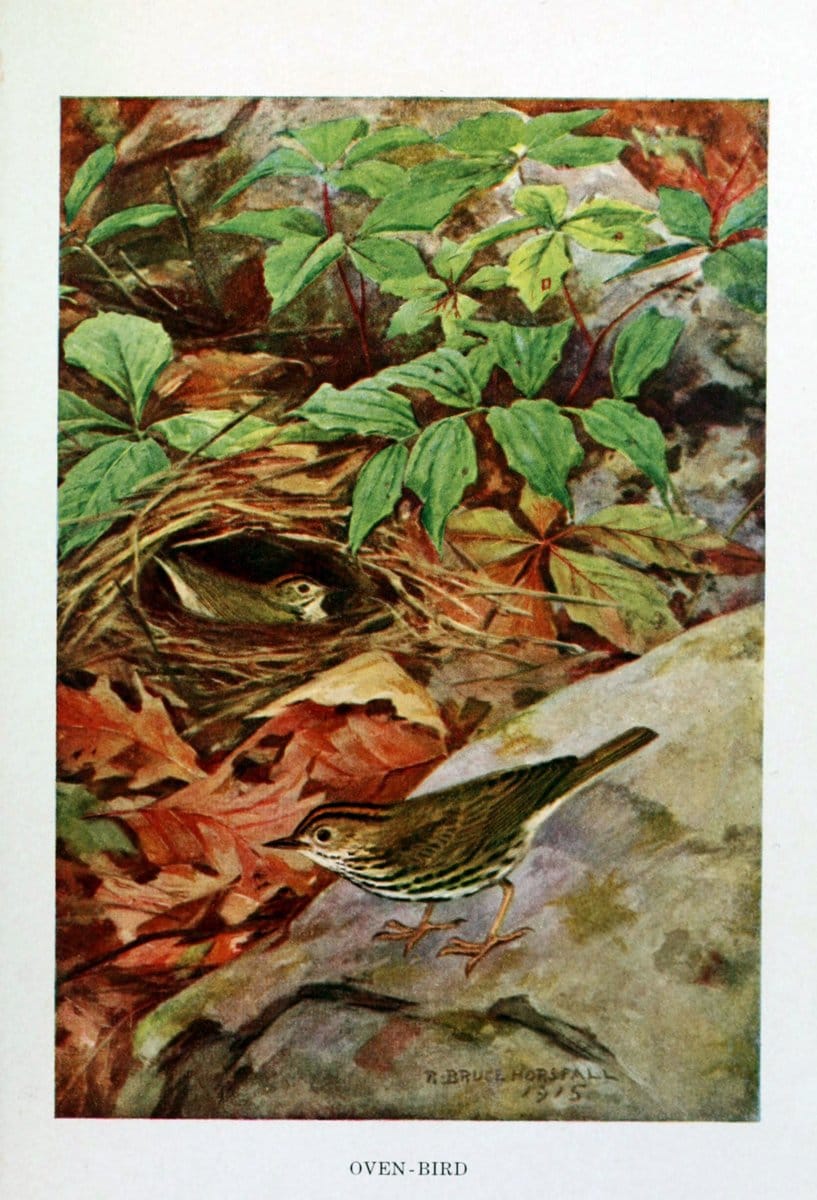 Bird biographiesNew York,Dodd, Mead,1923. | 59.82(73) Birds "East (U.S.)"  | Vintage Print Reproduction 462043