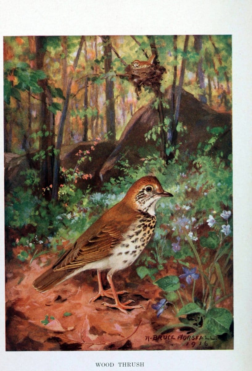 Bird biographiesNew York,Dodd, Mead,1923. | 59.82(73) Birds "East (U.S.)"  | Vintage Print Reproduction 462046
