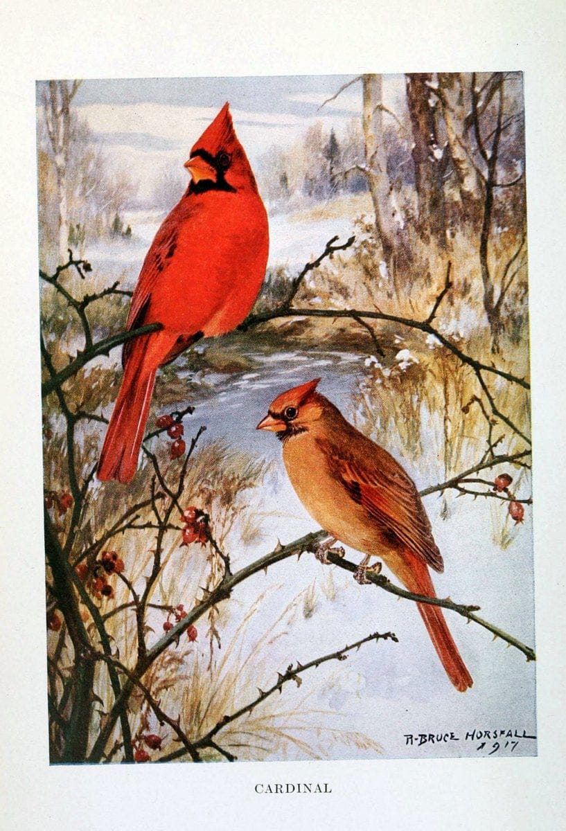 Bird biographiesNew York,Dodd, Mead,1923. | 59.82(73) Birds "East (U.S.)"  | Vintage Print Reproduction 462047