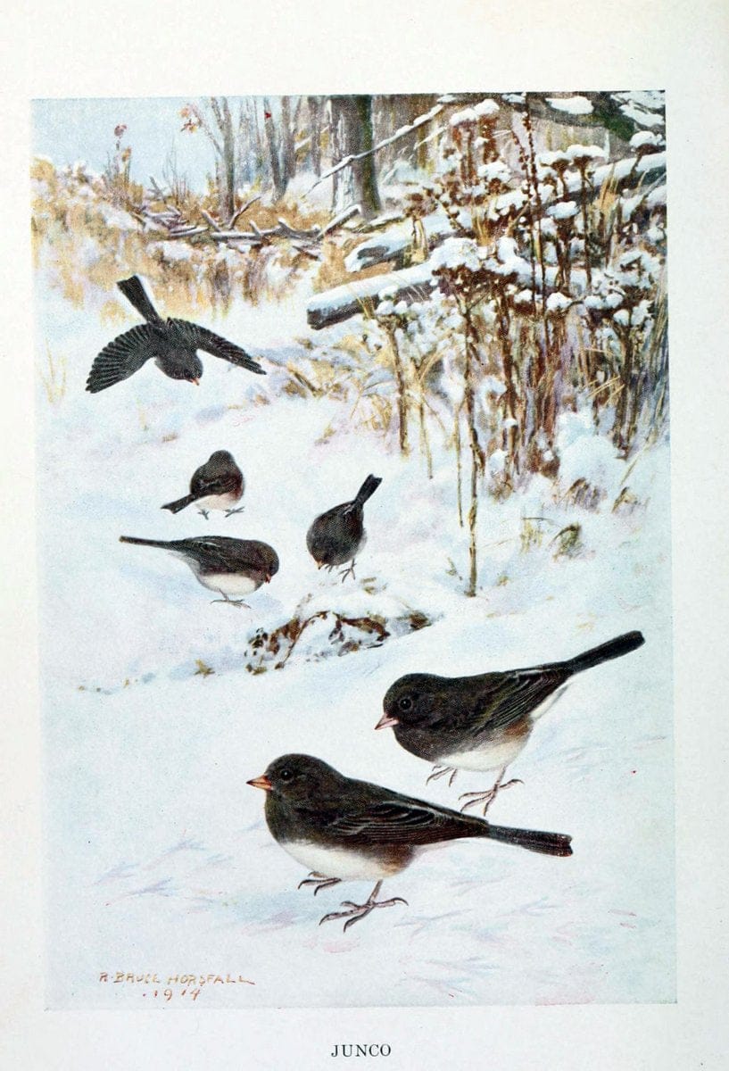 Bird biographiesNew York,Dodd, Mead,1923. | 59.82(73) Birds "East (U.S.)"  | Vintage Print Reproduction 462049