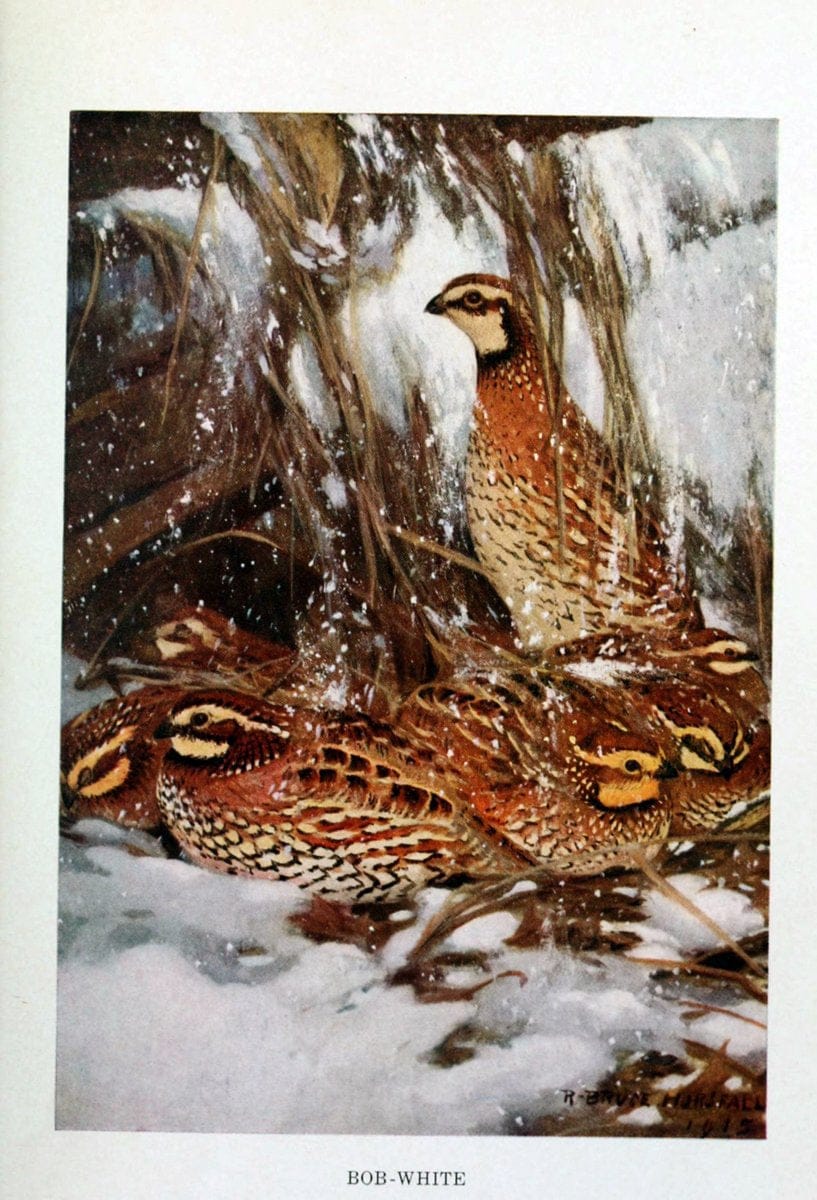 Bird biographiesNew York,Dodd, Mead,1923. | 59.82(73) Birds "East (U.S.)"  | Vintage Print Reproduction 462052