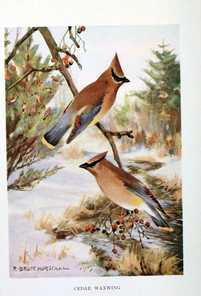 Bird biographiesNew York,Dodd, Mead,1923. | 59.82(73) Birds "East (U.S.)"  | Vintage Print Reproduction 462053