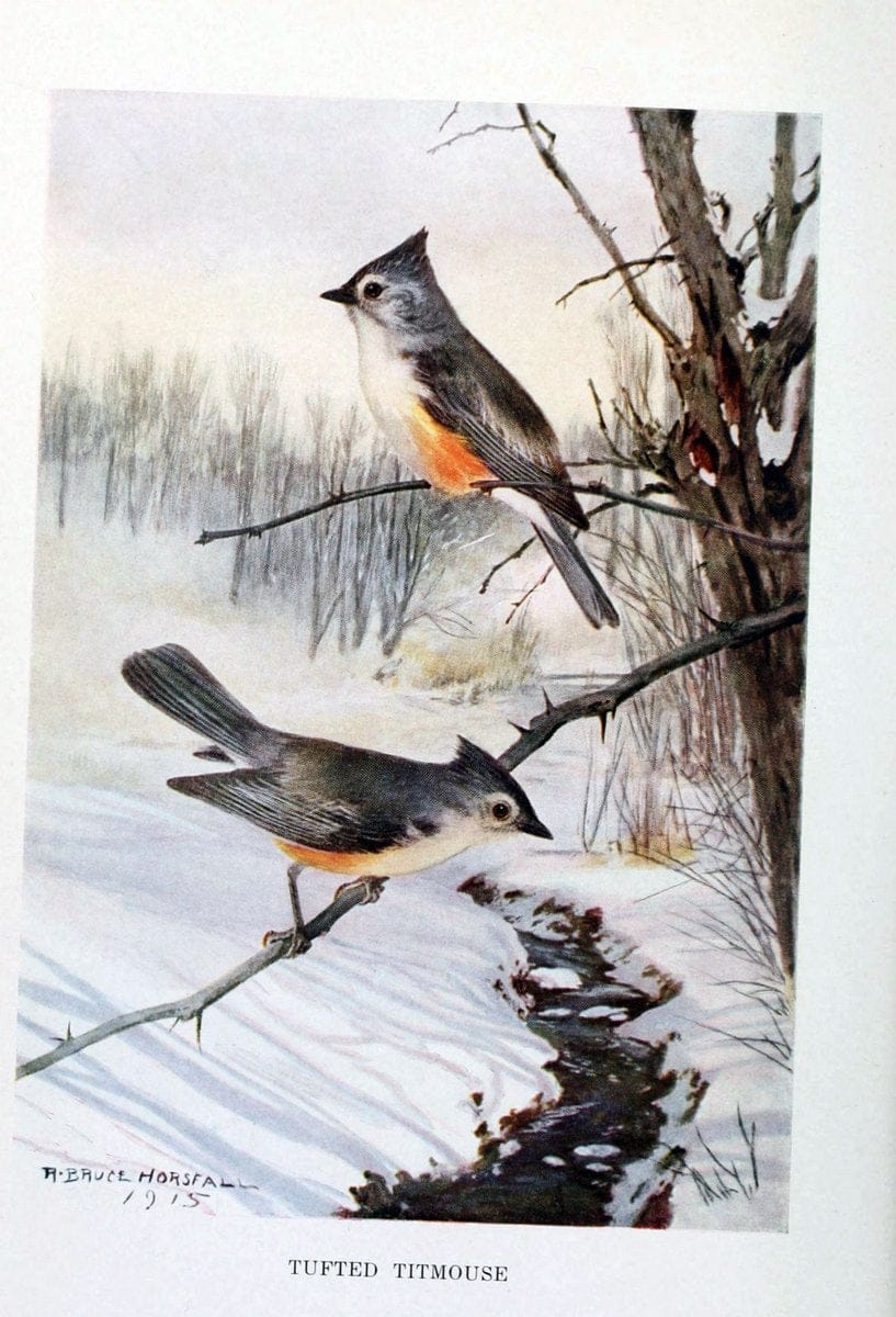 Bird biographiesNew York,Dodd, Mead,1923. | 59.82(73) Birds "East (U.S.)"  | Vintage Print Reproduction 462054