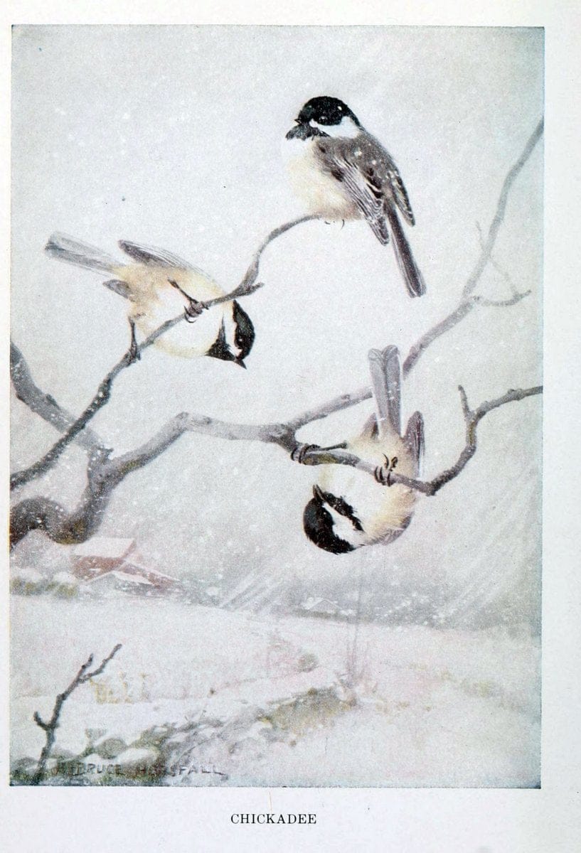 Bird biographiesNew York,Dodd, Mead,1923. | 59.82(73) Birds "East (U.S.)"  | Vintage Print Reproduction 462055