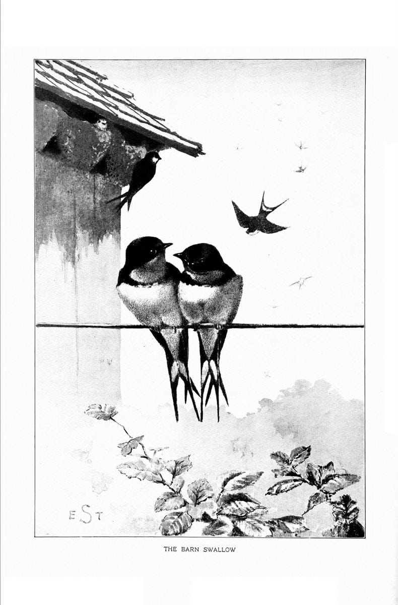 Bird portraits,.Boston,Ginn & Company,1901.  | Birds "Cornell University Library" | Vintage Print Reproduction 462058