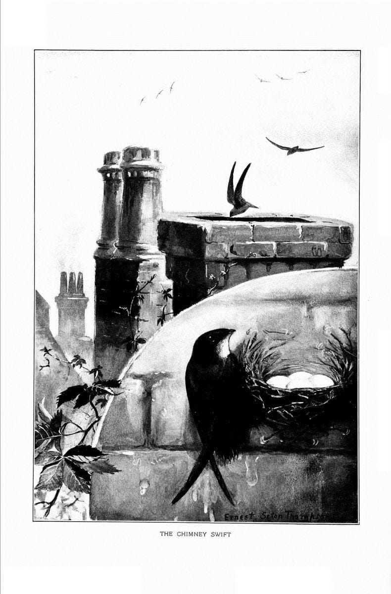 Bird portraits,.Boston,Ginn & Company,1901.  | Birds "Cornell University Library" | Vintage Print Reproduction 462059