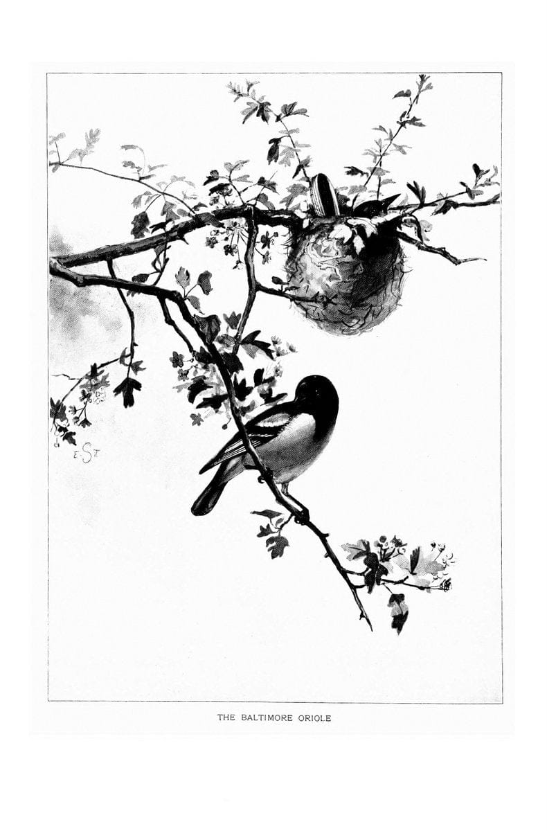 Bird portraits,.Boston,Ginn & Company,1901.  | Birds "Cornell University Library" | Vintage Print Reproduction 462061