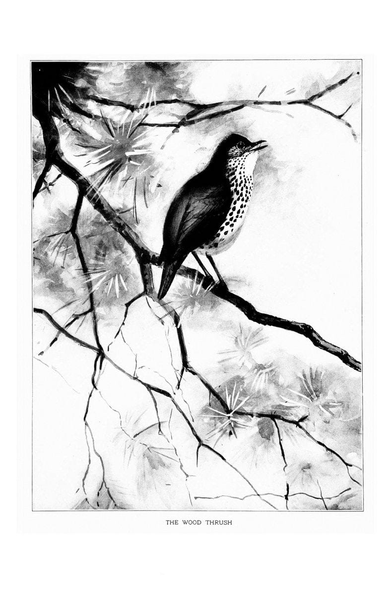Bird portraits,.Boston,Ginn & Company,1901.  | Birds "Cornell University Library" | Vintage Print Reproduction 462062