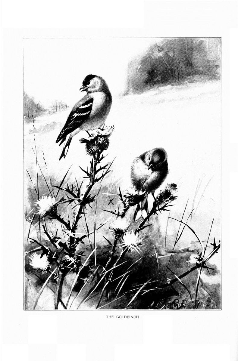 Bird portraits,.Boston,Ginn & Company,1901.  | Birds "Cornell University Library" | Vintage Print Reproduction 462068