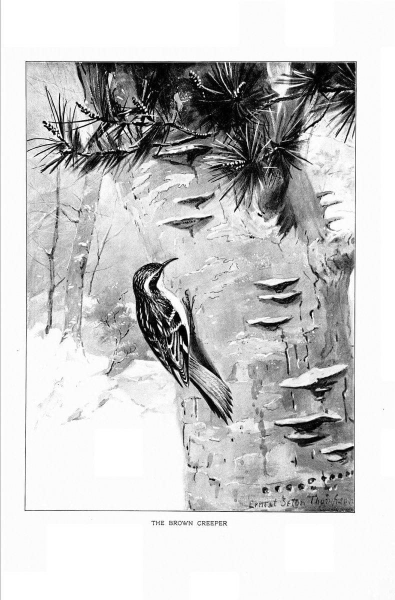 Bird portraits,.Boston,Ginn & Company,1901.  | Birds "Cornell University Library" | Vintage Print Reproduction 462070