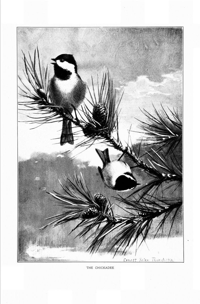 Bird portraits,.Boston,Ginn & Company,1901.  | Birds "Cornell University Library" | Vintage Print Reproduction 462075