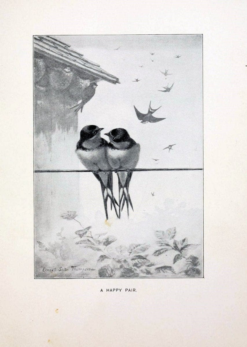 Bird world :.Boston :Ginn,c1898.  | Birds "Juvenile literature" "North America"  | Vintage Print Reproduction 462076