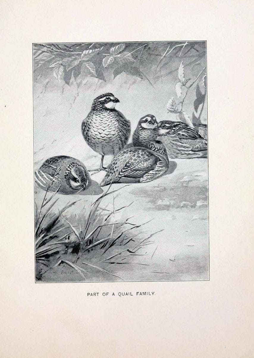 Bird world :.Boston :Ginn,c1898.  | Birds "Juvenile literature" "North America"  | Vintage Print Reproduction 462077