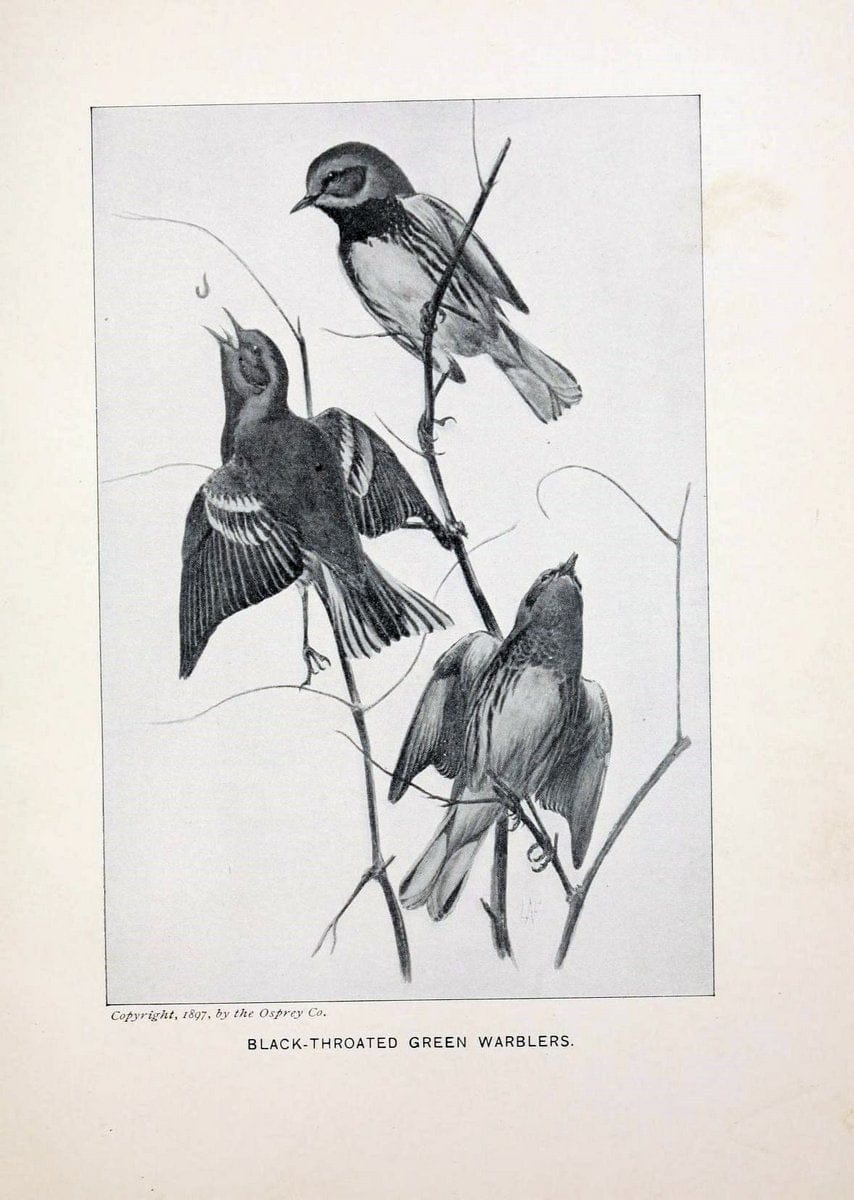 Bird world :.Boston :Ginn,c1898.  | Birds "Juvenile literature" "North America"  | Vintage Print Reproduction 462078