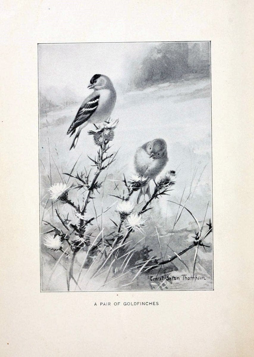 Bird world :.Boston :Ginn,c1898.  | Birds "Juvenile literature" "North America"  | Vintage Print Reproduction 462079