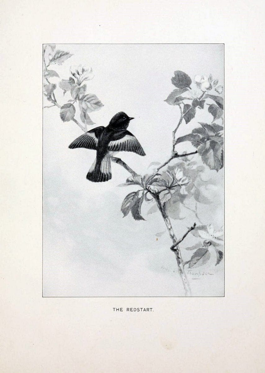Bird world :.Boston :Ginn,c1898.  | Birds "Juvenile literature" "North America"  | Vintage Print Reproduction 462082