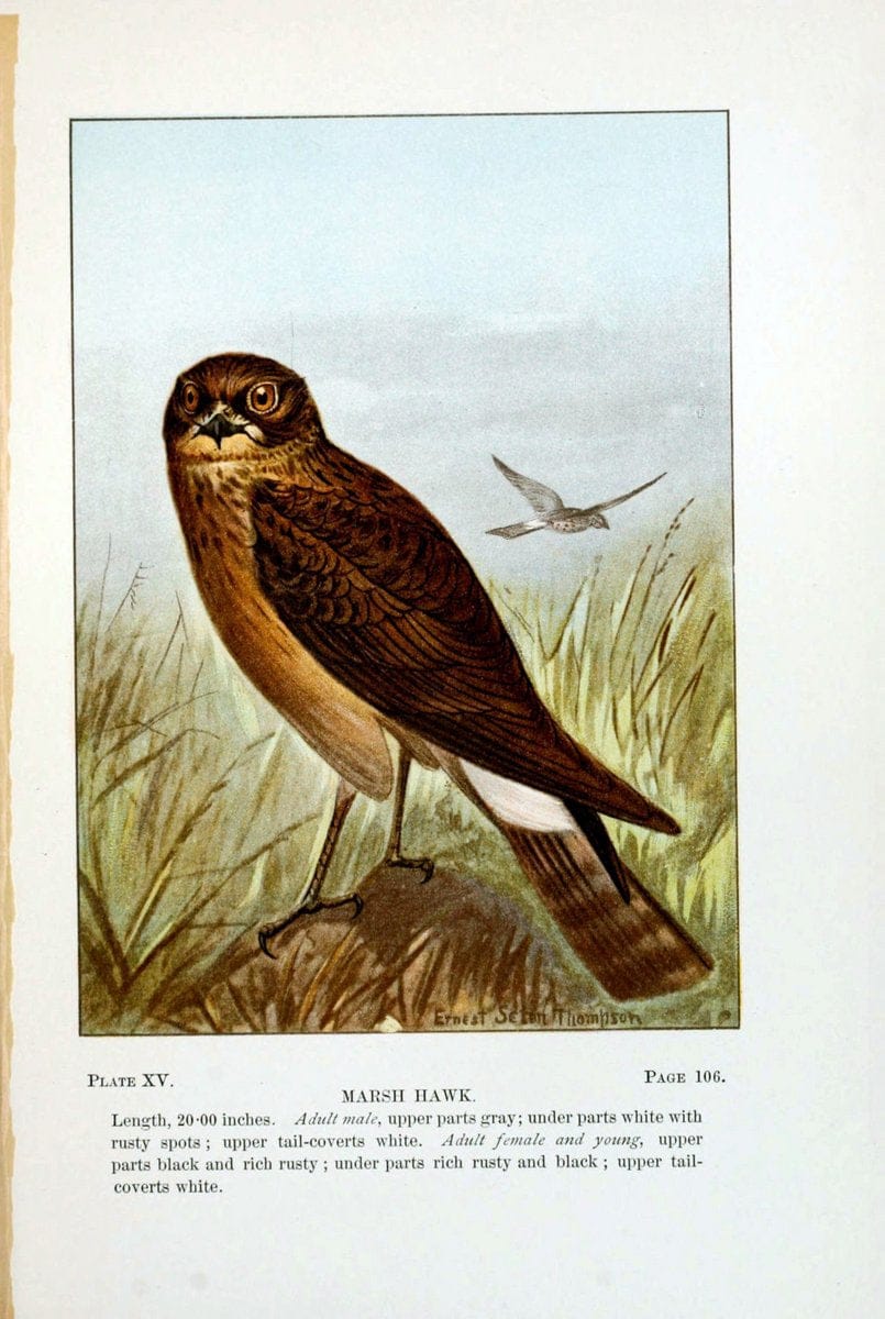 Bird-life : a guide to the study of our common birdsNew York :Appleton,1900. | Birds "Pictorial works" "United States" American Museum Natural History Library | Vintage Print Reproduction 462090