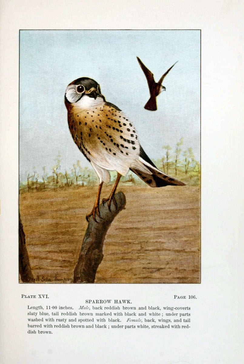 Bird-life : a guide to the study of our common birdsNew York :Appleton,1900. | Birds "Pictorial works" "United States" American Museum Natural History Library | Vintage Print Reproduction 462091