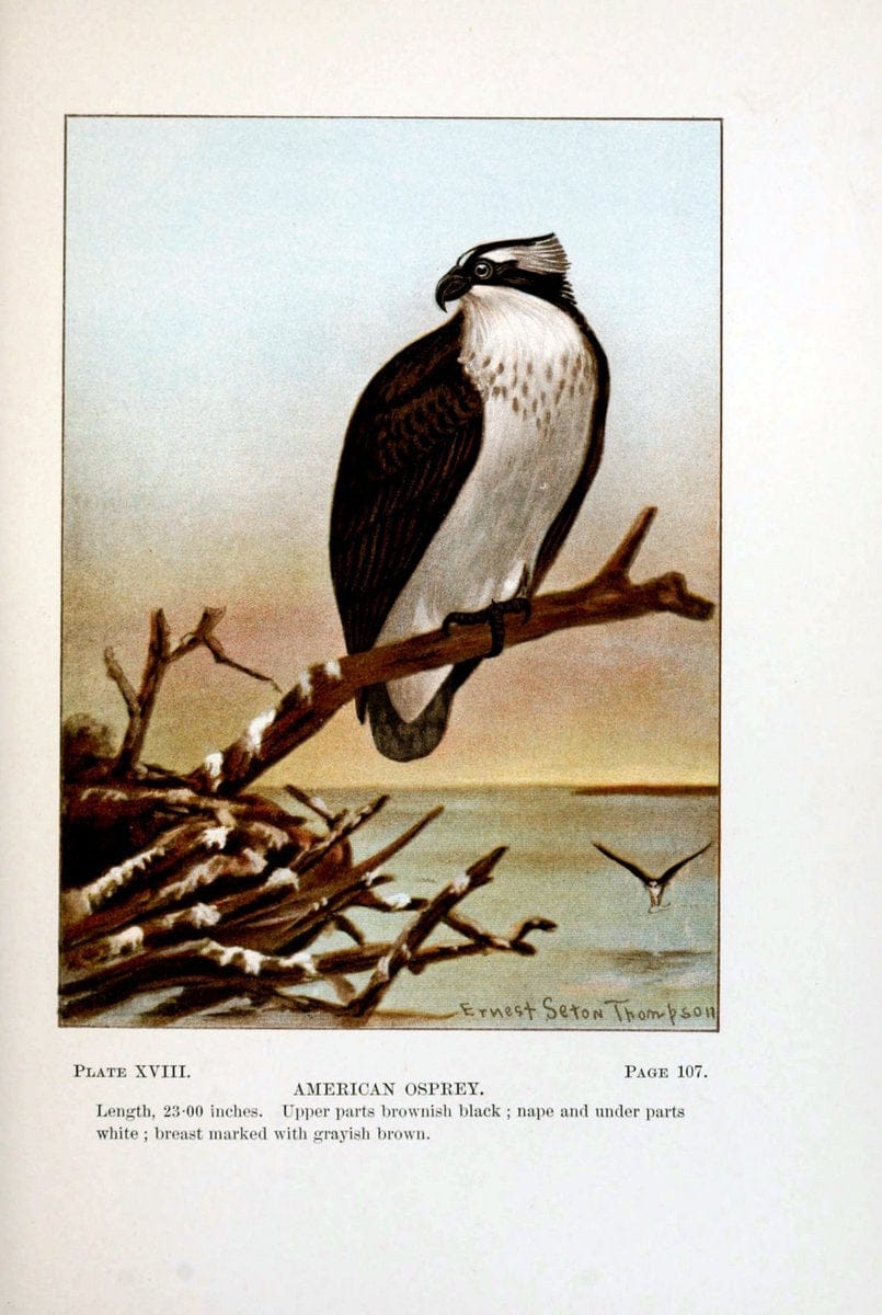 Bird-life : a guide to the study of our common birdsNew York :Appleton,1900. | Birds "Pictorial works" "United States" American Museum Natural History Library | Vintage Print Reproduction 462093