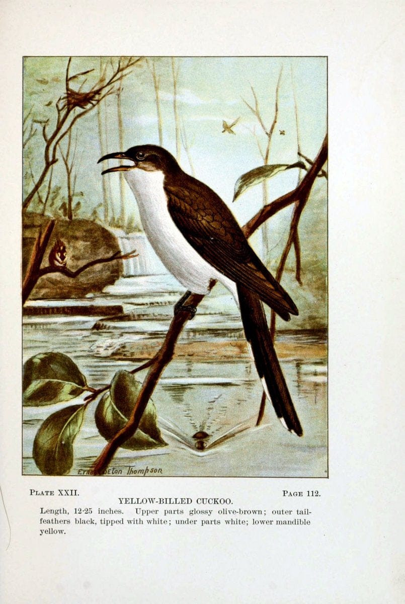 Bird-life : a guide to the study of our common birdsNew York :Appleton,1900. | Birds "Pictorial works" "United States" American Museum Natural History Library | Vintage Print Reproduction 462096