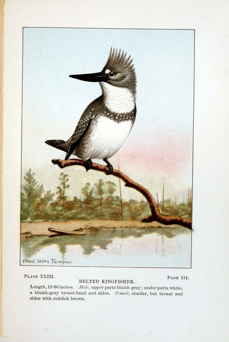 Bird-life : a guide to the study of our common birdsNew York :Appleton,1900. | Birds "Pictorial works" "United States" American Museum Natural History Library | Vintage Print Reproduction 462097