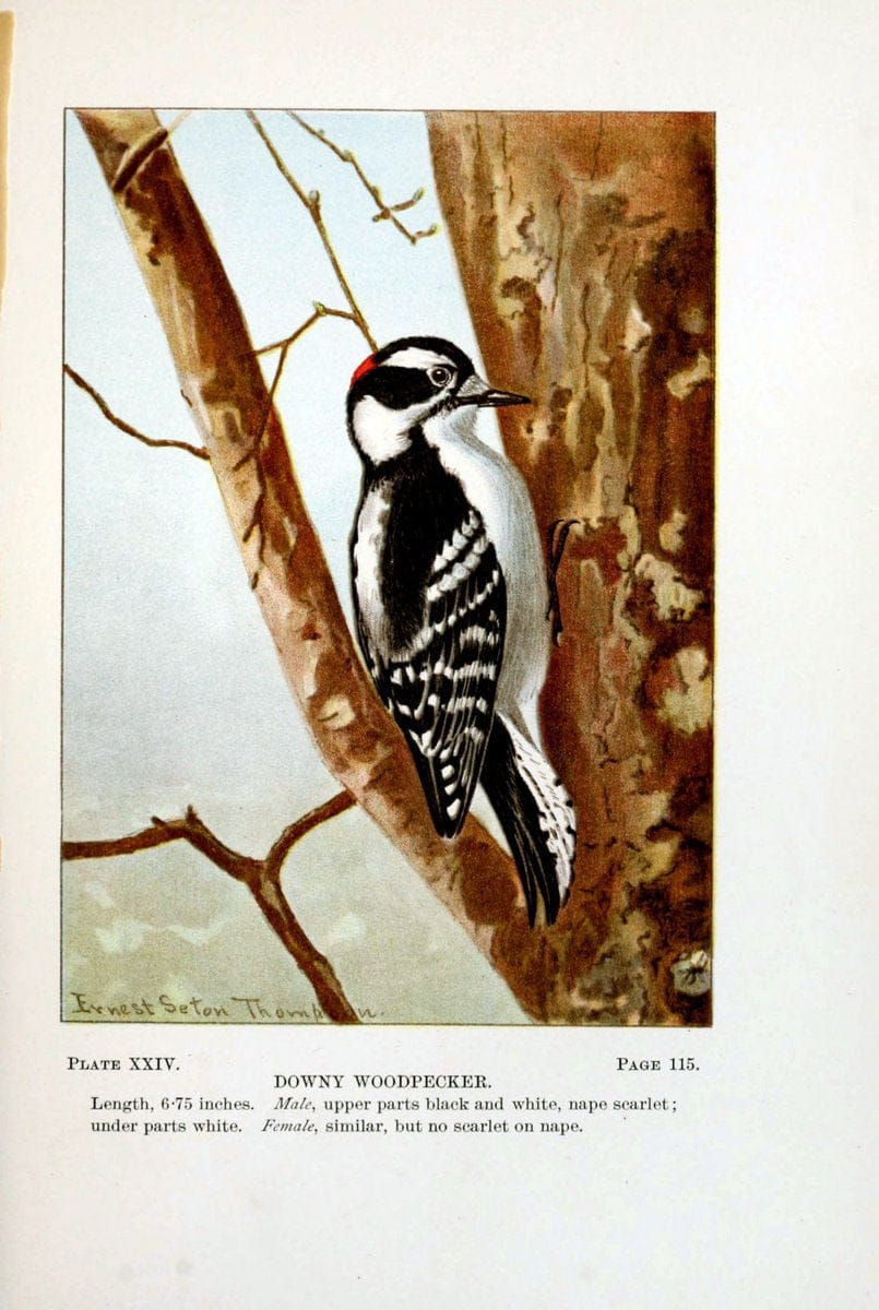 Bird-life : a guide to the study of our common birdsNew York :Appleton,1900. | Birds "Pictorial works" "United States" American Museum Natural History Library | Vintage Print Reproduction 462098