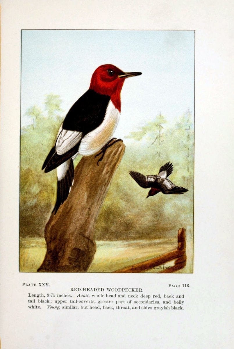 Bird-life : a guide to the study of our common birdsNew York :Appleton,1900. | Birds "Pictorial works" "United States" American Museum Natural History Library | Vintage Print Reproduction 462099