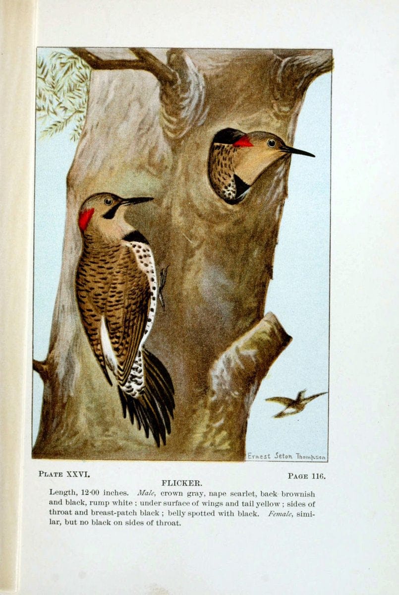 Bird-life : a guide to the study of our common birdsNew York :Appleton,1900. | Birds "Pictorial works" "United States" American Museum Natural History Library | Vintage Print Reproduction 462100