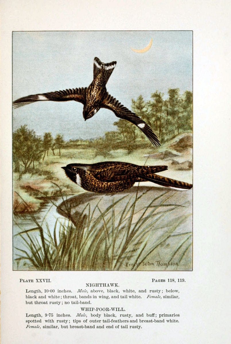 Bird-life : a guide to the study of our common birdsNew York :Appleton,1900. | Birds "Pictorial works" "United States" American Museum Natural History Library | Vintage Print Reproduction 462101
