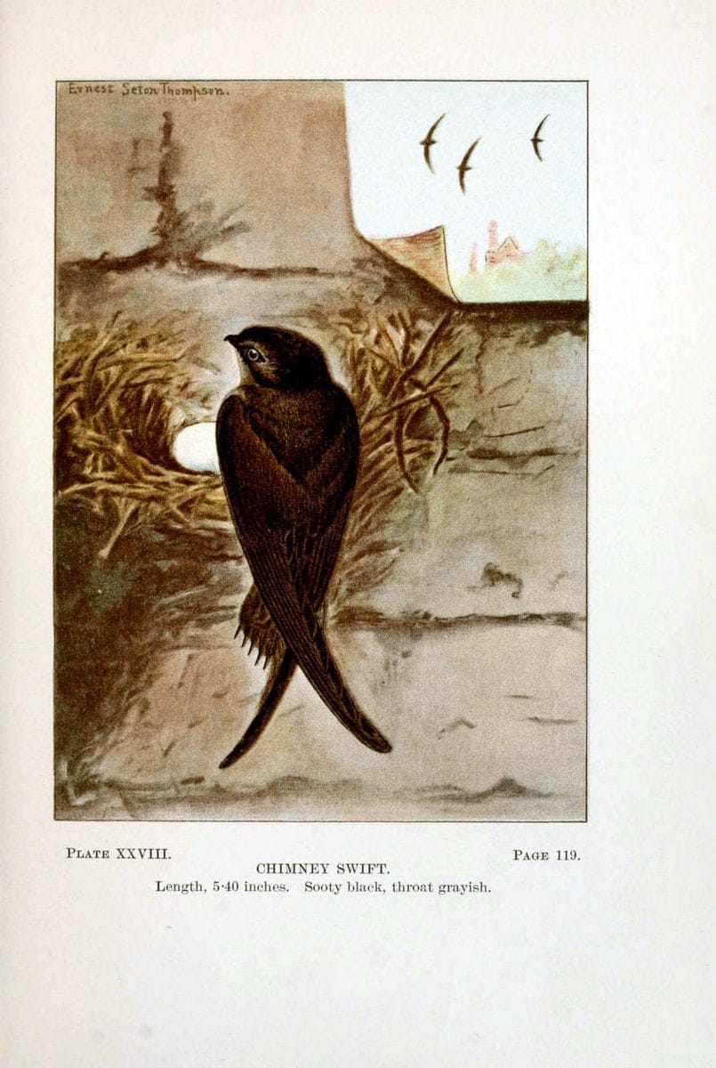 Bird-life : a guide to the study of our common birdsNew York :Appleton,1900. | Birds "Pictorial works" "United States" American Museum Natural History Library | Vintage Print Reproduction 462102