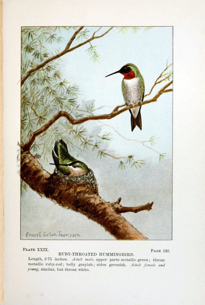 Bird-life : a guide to the study of our common birdsNew York :Appleton,1900. | Birds "Pictorial works" "United States" American Museum Natural History Library | Vintage Print Reproduction 462103