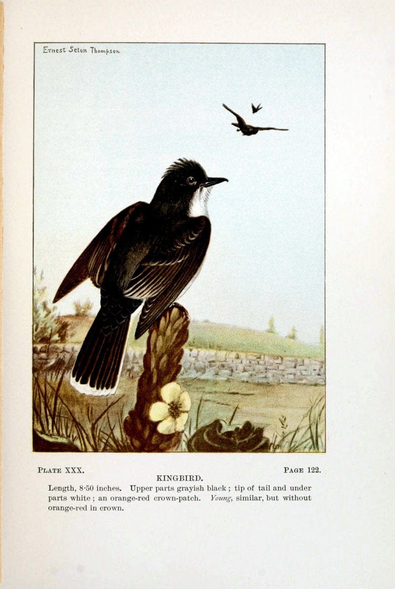 Bird-life : a guide to the study of our common birdsNew York :Appleton,1900. | Birds "Pictorial works" "United States" American Museum Natural History Library | Vintage Print Reproduction 462104