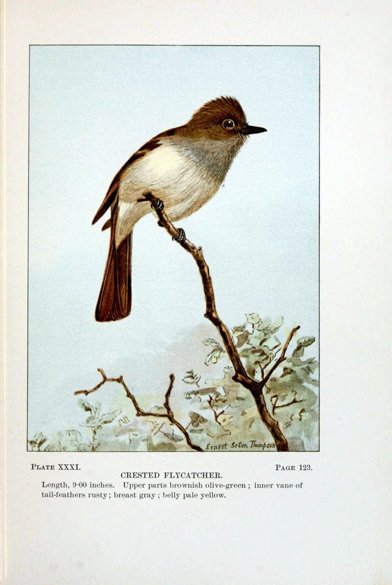 Bird-life : a guide to the study of our common birdsNew York :Appleton,1900. | Birds "Pictorial works" "United States" American Museum Natural History Library | Vintage Print Reproduction 462105